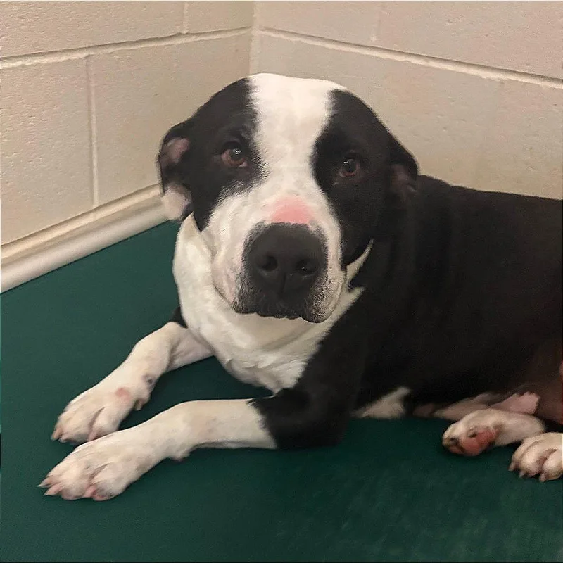 An adult medium-sized female Black Terrier dog named Willow  U for adoption in Tupelo, MS