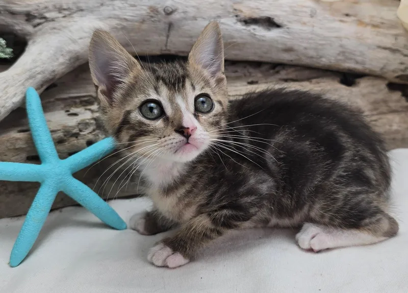 A baby small-sized male Tabby (Gray / Blue / Silver) Domestic Short Hair cat named Wyoming for adoption in Ocean Springs, MS