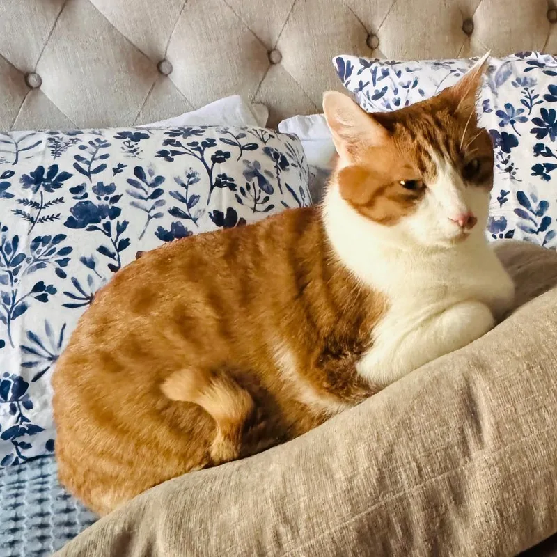 An adult extra large-sized male Orange / Red Domestic Short Hair cat named Baby for adoption in Baltimore, MD