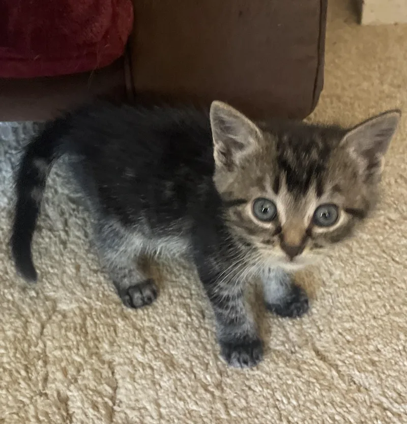 A baby medium-sized female Tabby (Gray / Blue / Silver) Domestic Short Hair cat named Wendy for adoption in Avon, NY