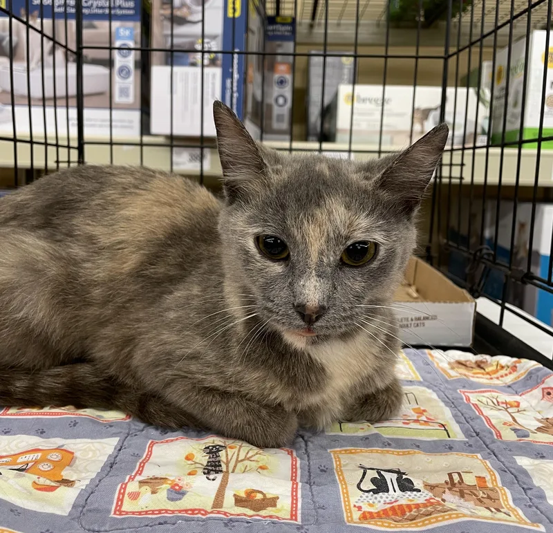 An adult medium-sized female Dilute Tortoiseshell Dilute Tortoiseshell cat named Wanda for adoption in Columbia, SC