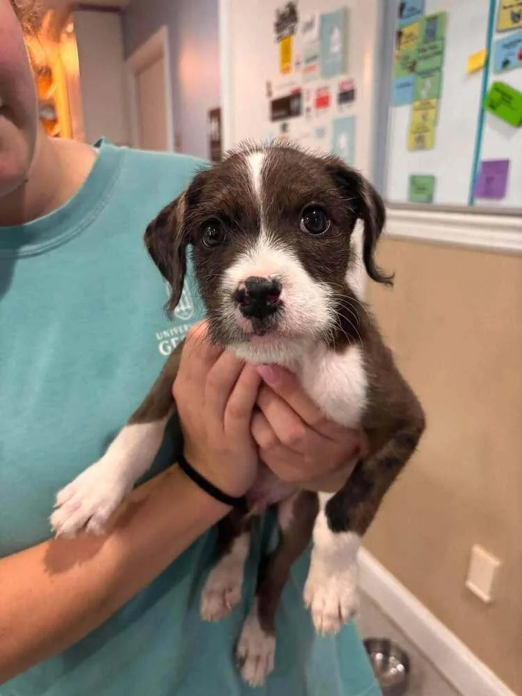 A baby medium-sized male Mixed Breed dog named Lincoln for adoption in Statesboro, GA