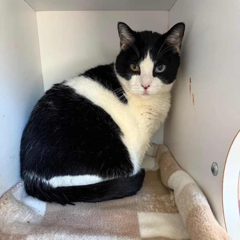 An adult large-sized female White Domestic Short Hair cat named Airey for adoption in Kanab, UT