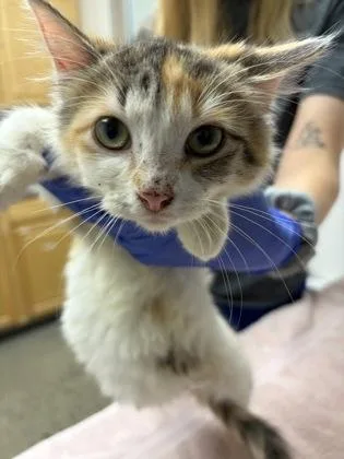 A baby small-sized female Domestic Short Hair cat named Papyrus for adoption in Sacramento, CA