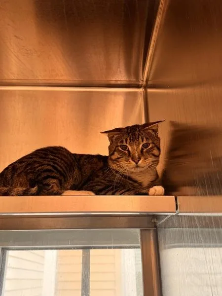 A young medium-sized male Domestic Short Hair cat named Rocky for adoption in Stratham, NH