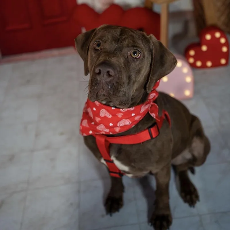 A young small-sized male Chocolate Labrador Retriever dog named Lucky for adoption in Aberdeen, NC