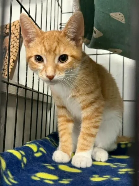 A baby medium-sized male Tabby (Orange / Red) Domestic Long Hair cat named Onion for adoption in BUTLER, PA