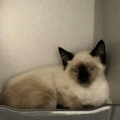 A baby small-sized female Domestic Short Hair cat named Baby Dollie for adoption in Sacramento, CA