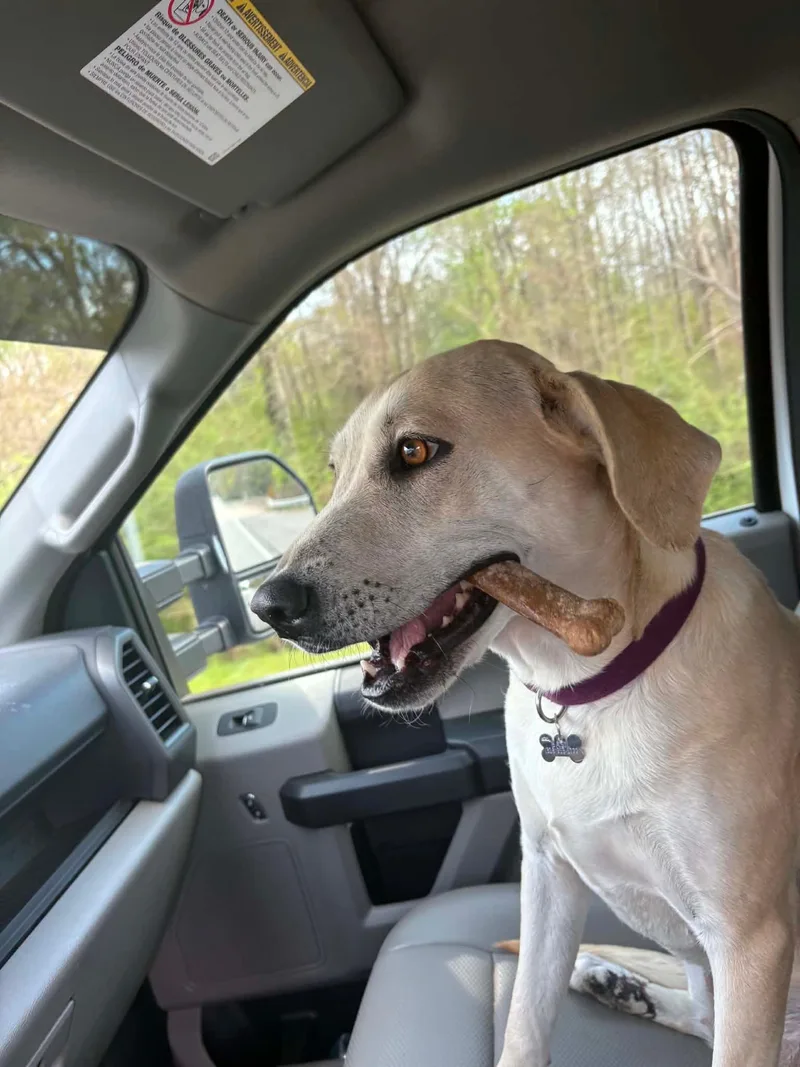 A young medium-sized female Yellow Labrador Retriever dog named Bailey for adoption in Willington, CT
