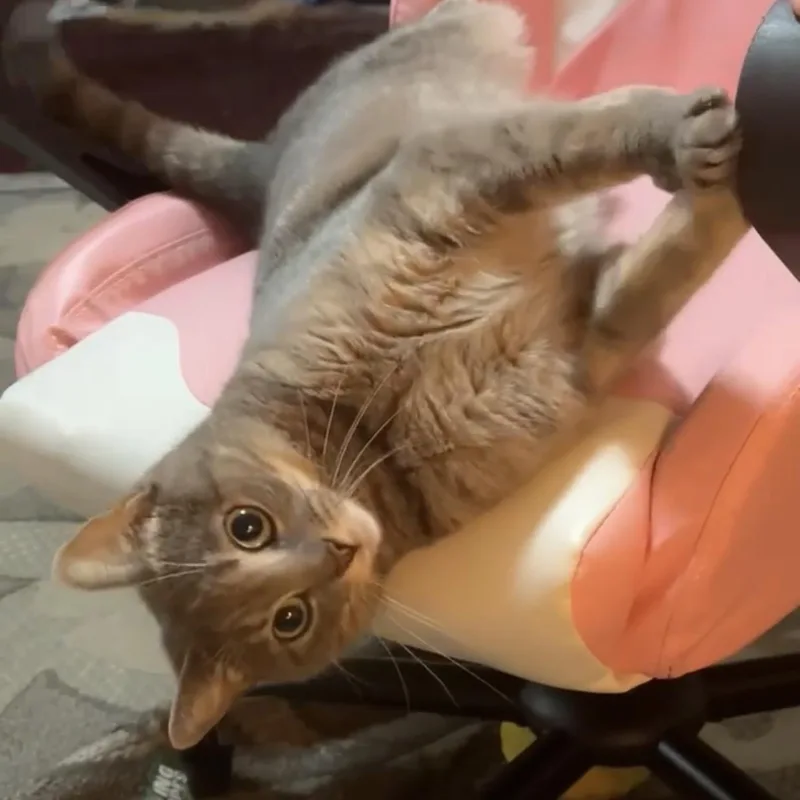 A young medium-sized female Tabby (Gray / Blue / Silver) American Shorthair cat named Nova for adoption in Highland Park, NJ