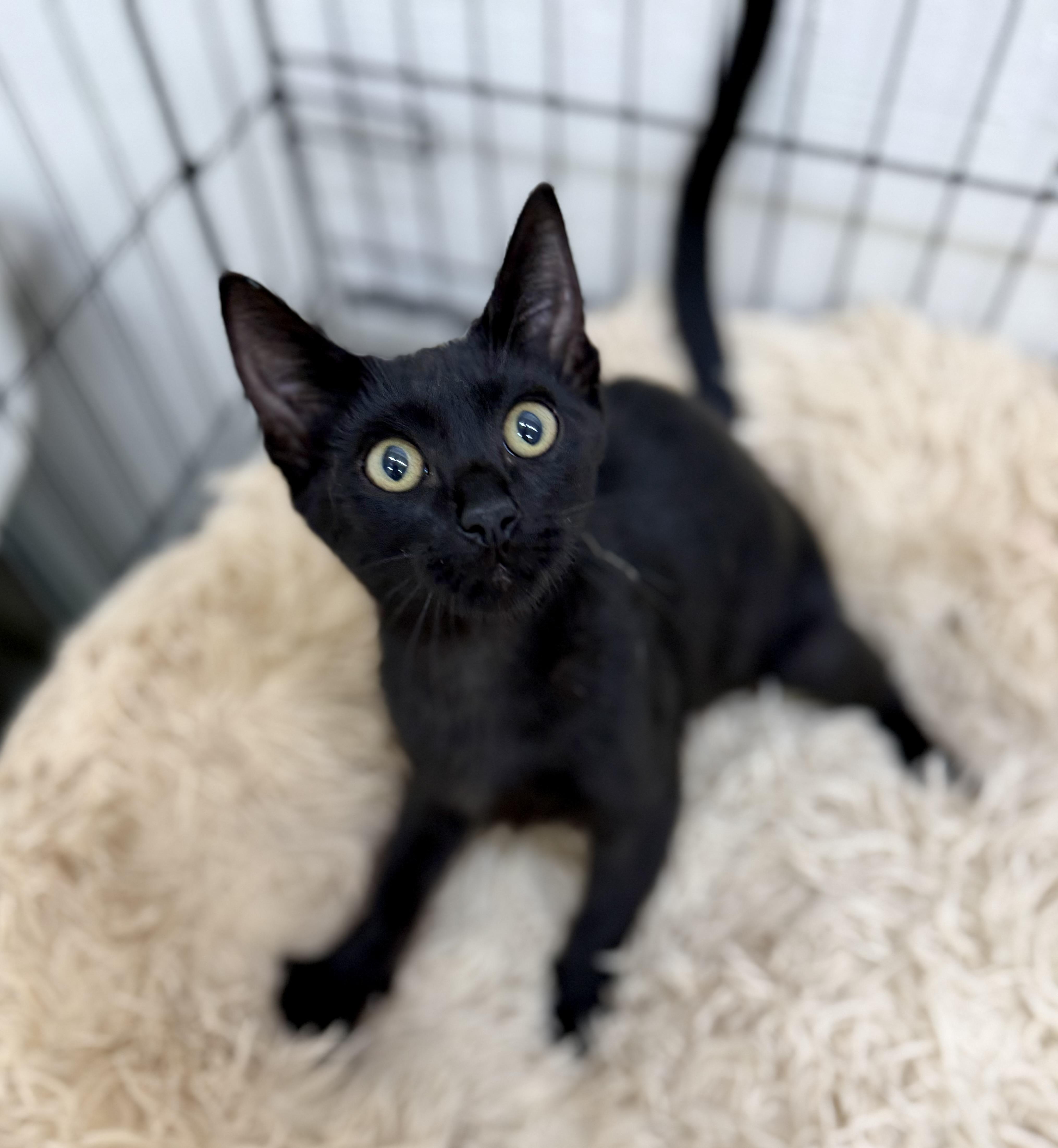 A baby medium-sized male Black Domestic Short Hair cat named Kibby for adoption in Sonora, CA