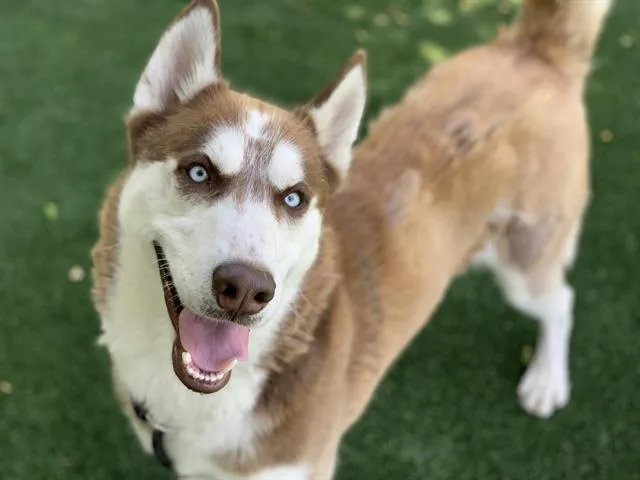 An adult large-sized male Mixed Breed dog named Haku for adoption in Chatsworth, CA