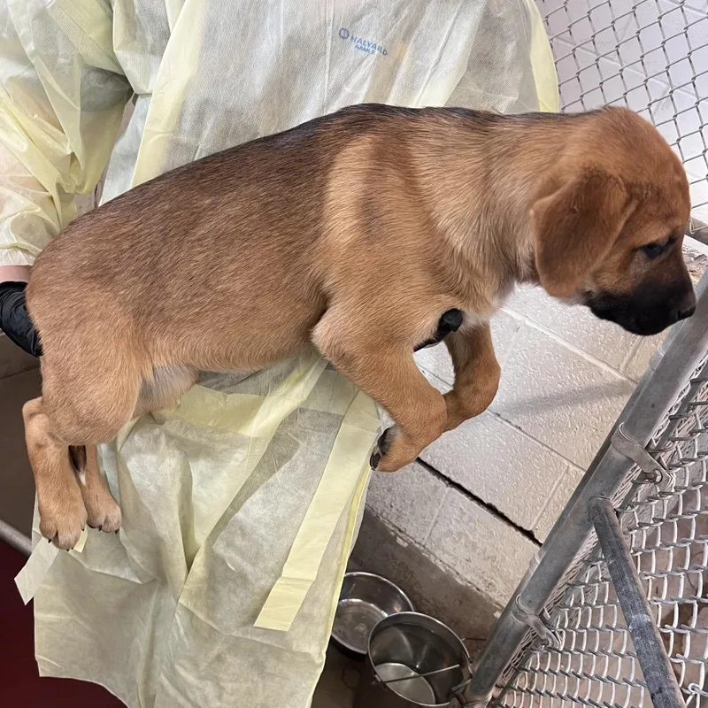 A baby small-sized female Brown / Chocolate Shepherd dog named Leni for adoption in Amarillo, TX