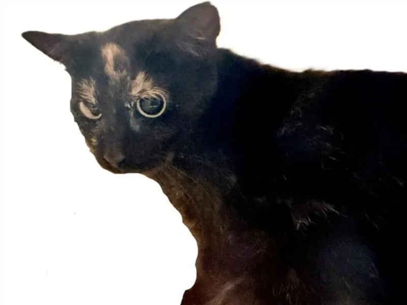 A young medium-sized female Domestic Short Hair cat named Carlie for adoption in Los Angeles, CA