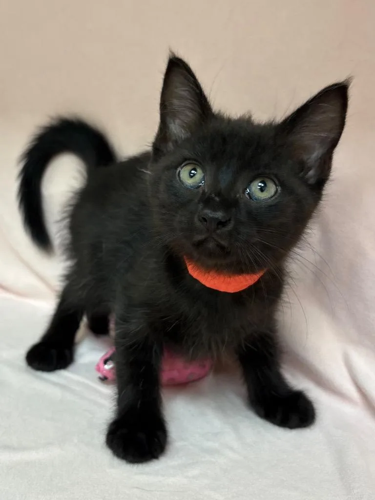 A baby medium-sized female Domestic Short Hair cat named Monster High  Draculaura for adoption in Greeneville, TN