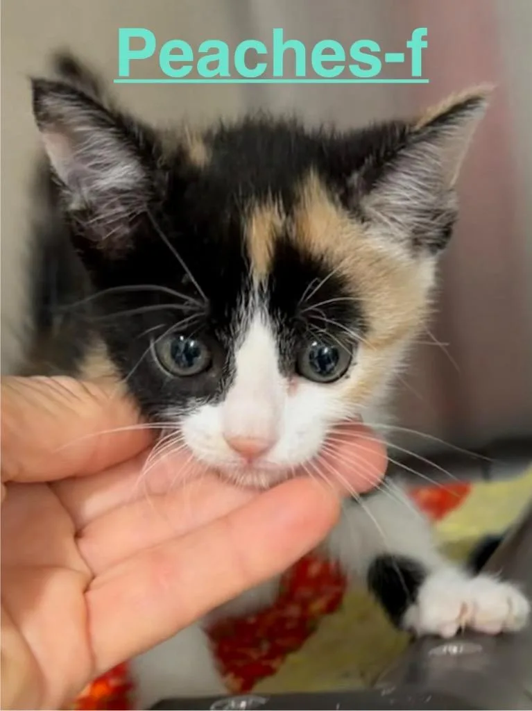 A baby small-sized female Calico cat named Peaches for adoption in Brookhaven, MS