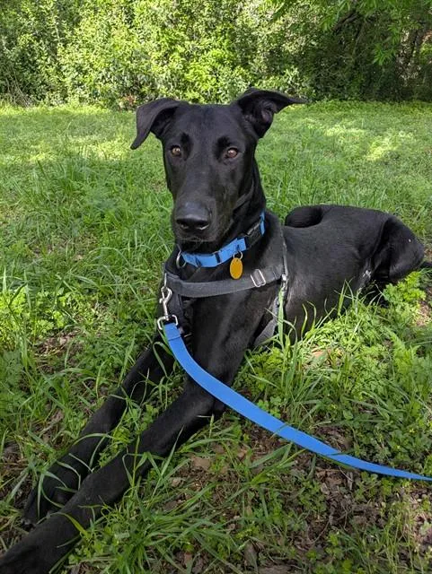 A young large-sized male Mixed Breed dog named Lovebird for adoption in Dallas, TX