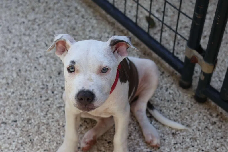 A baby medium-sized female White / Cream Mixed Breed dog named Mia for adoption in BONIFAY, FL