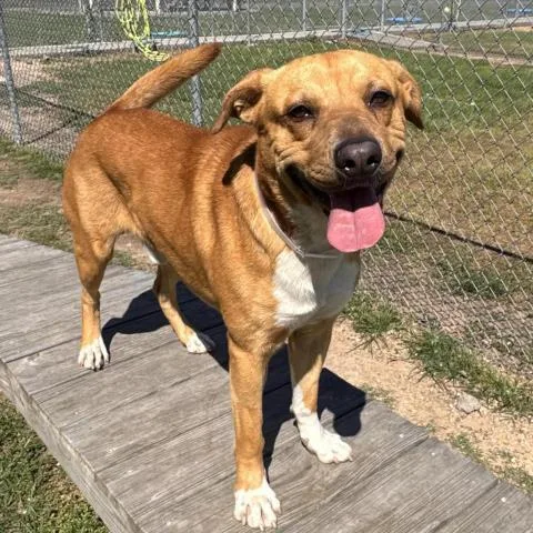 A young medium-sized male Pit Bull Terrier dog named Leroy for adoption in Conroe, TX