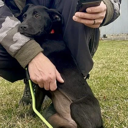 Cheyenne thumbnail 2