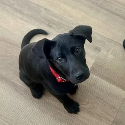 Cheyenne thumbnail 3