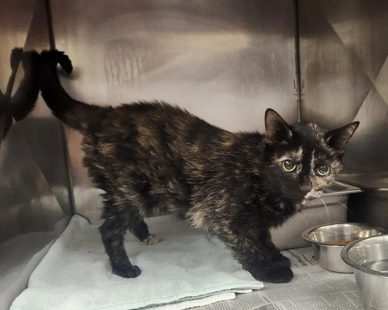 A young medium-sized female Black Domestic Short Hair cat named Tootsie for adoption in Clayton, NJ