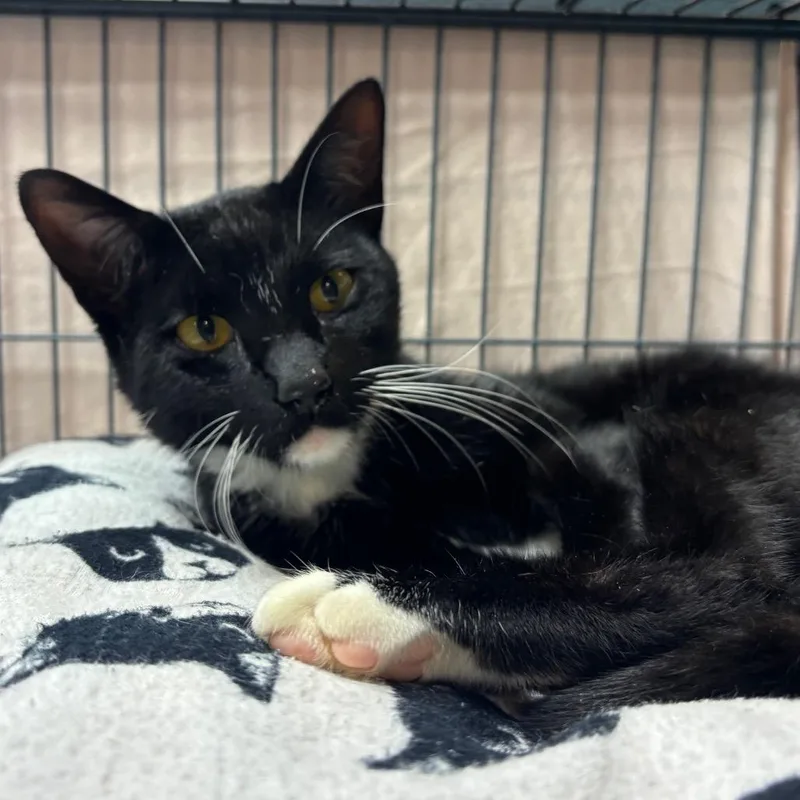 A young medium-sized male Domestic Short Hair cat named Nico for adoption in Port Charlotte, FL