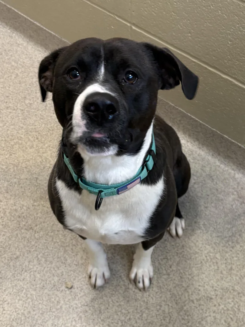 An adult medium-sized male Pit Bull Terrier dog named Wally for adoption in Youngstown, OH