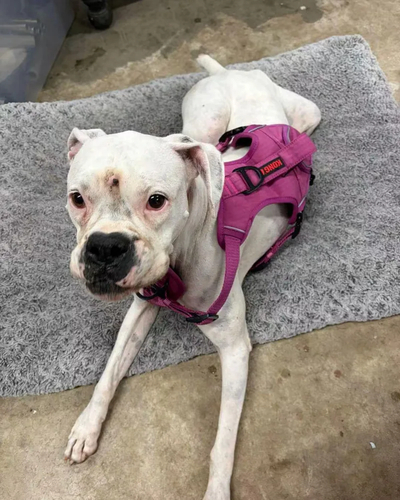An adult medium-sized female Pit Bull Terrier dog named Cotton for adoption in Panama City, FL