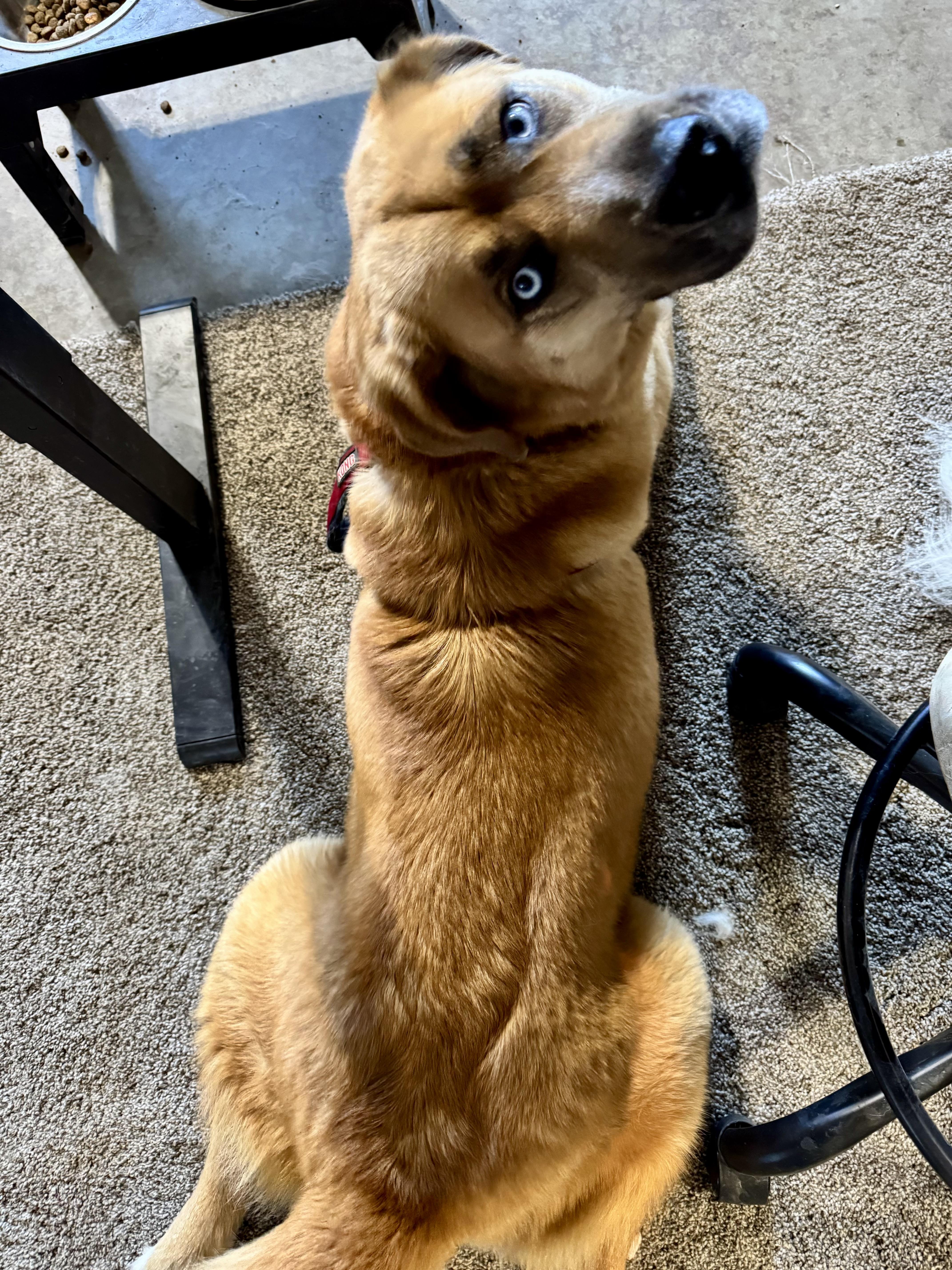 A young large-sized female Shepherd dog named Topaz for adoption in YALE, SD