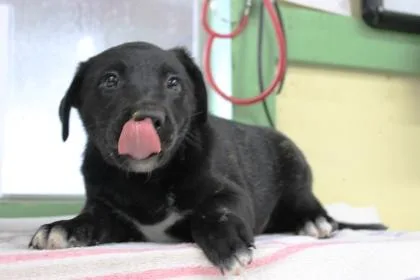 A baby large-sized male Labrador Retriever dog named Jibber for adoption in Picayune, MS