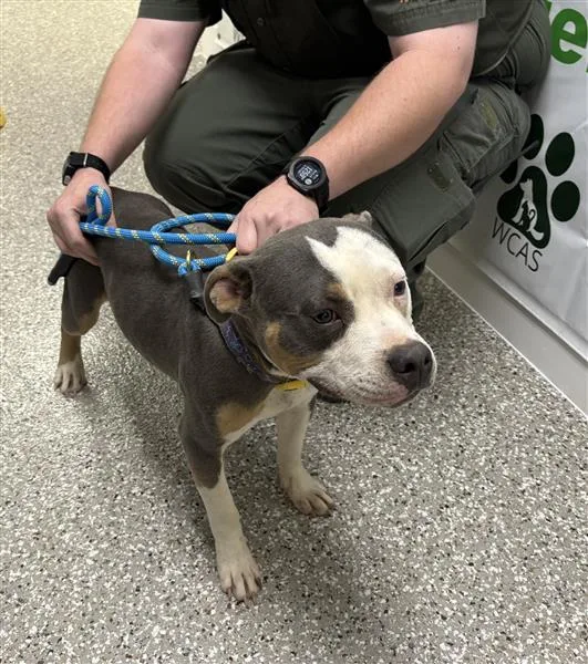 An adult medium-sized male Gray / Blue / Silver American Bulldog dog named Bud for adoption in Defuniak Springs, FL