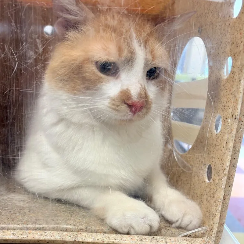 An adult large-sized male Orange / Red Domestic Short Hair cat named Carrot Head for adoption in Philadelphia, PA