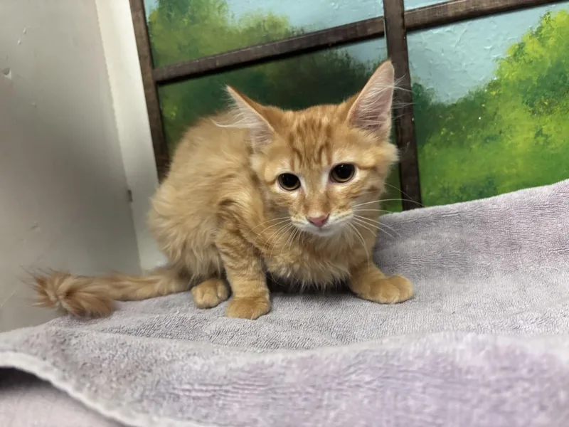 A baby small-sized male Domestic Short Hair cat named Sunshine for adoption in Houston, TX