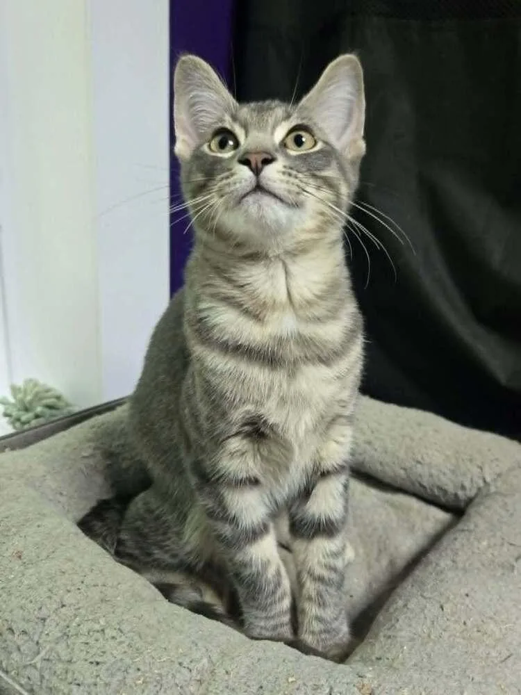 A baby small-sized male Gray / Blue / Silver Domestic Short Hair cat named Crash for adoption in Greensburg, PA