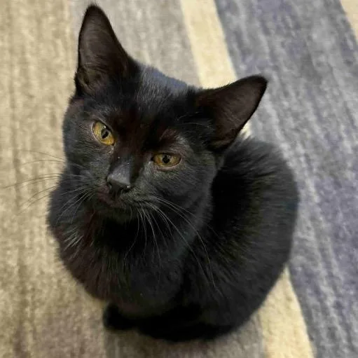 A young small-sized female Black Domestic Short Hair cat named Carmen Sandiego for adoption in Brevard, NC