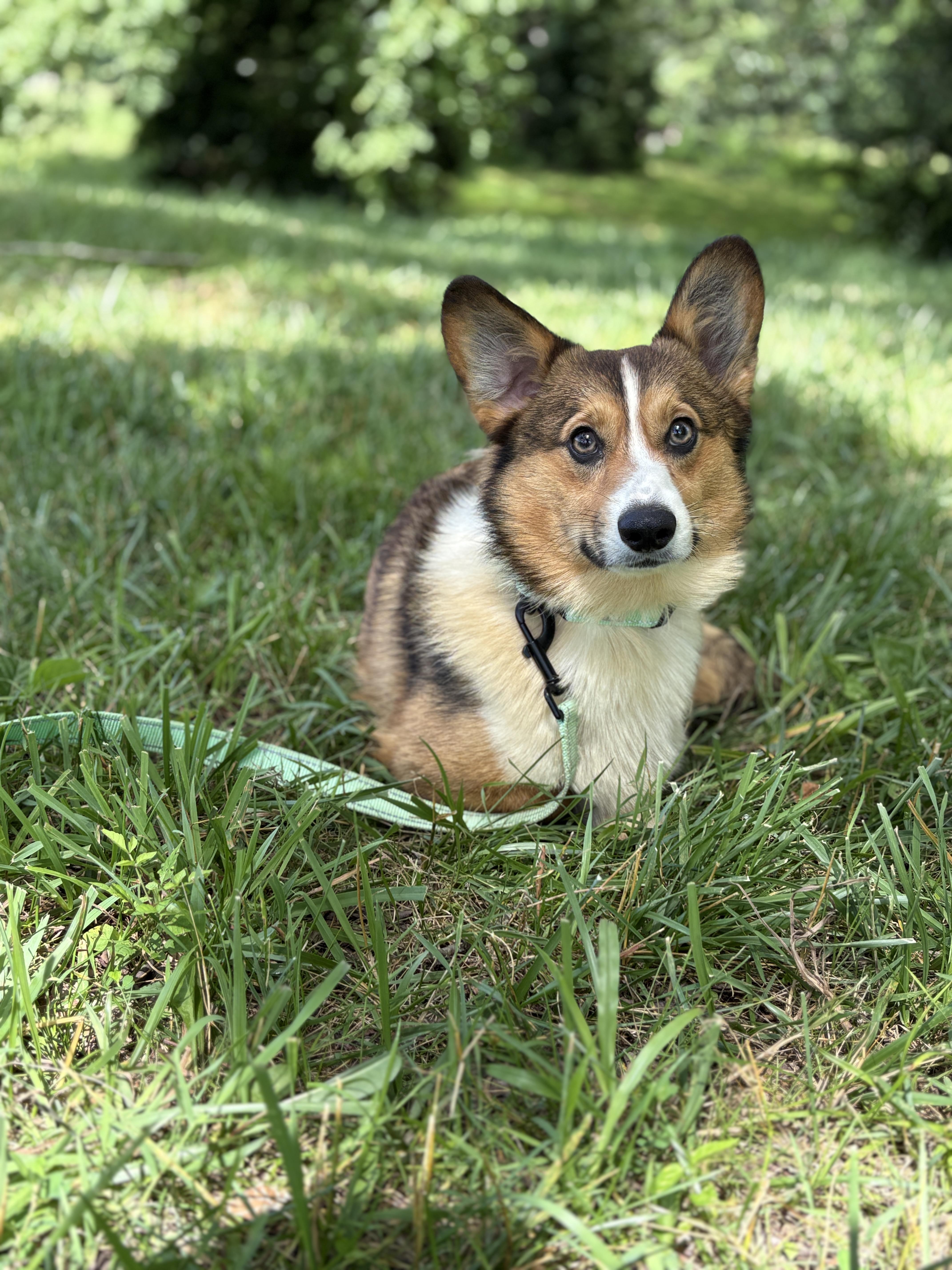 Alfie thumbnail 2