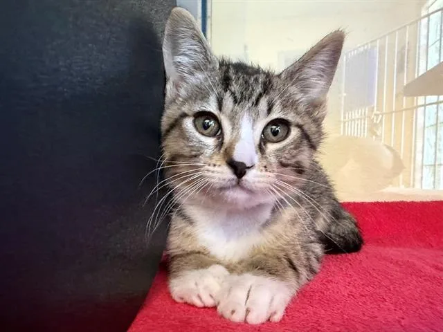 A baby small-sized male Domestic Short Hair cat named Burky for adoption in Santa Rosa, CA