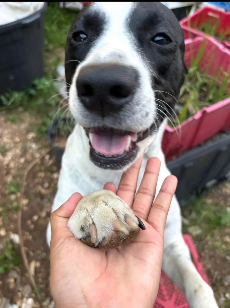 A young medium-sized female Terrier dog named Emily for adoption in Pompano Beach, FL