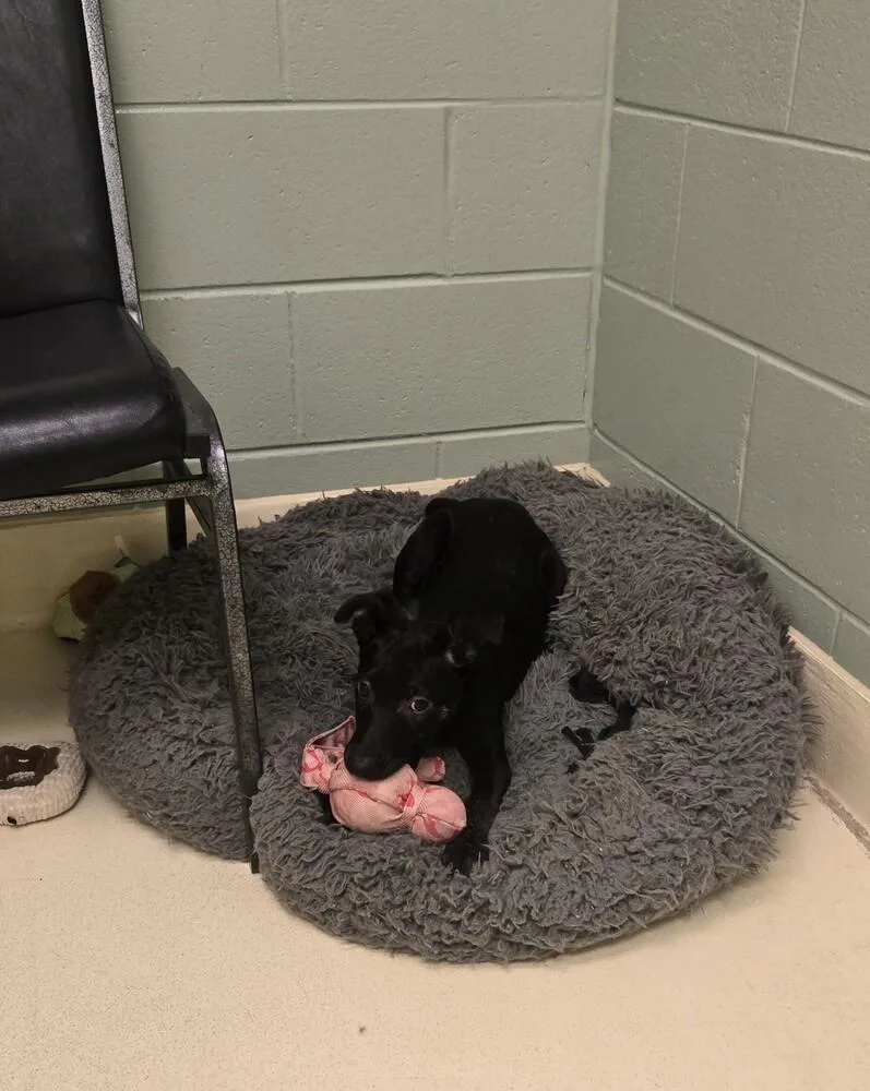 A baby small-sized female Setter dog named Cassi for adoption in Kalamazoo, MI