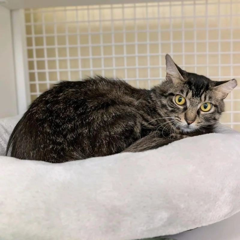 A young medium-sized female Brown / Chocolate Domestic Short Hair cat named Nova for adoption in Hamburg, NY