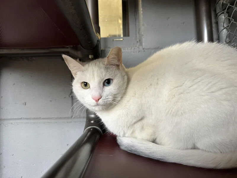 An adult medium-sized female White Domestic Short Hair cat named Bowie for adoption in East Northport, NY