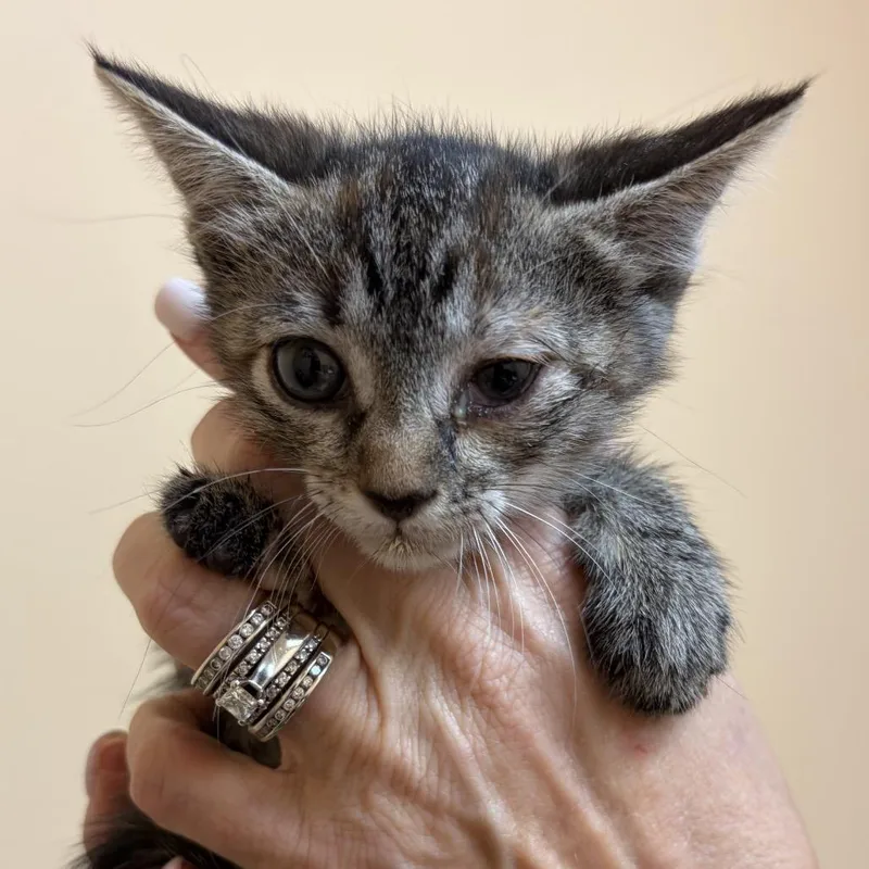 A baby small-sized female Domestic Medium Hair cat named Willow for adoption in Midland, TX