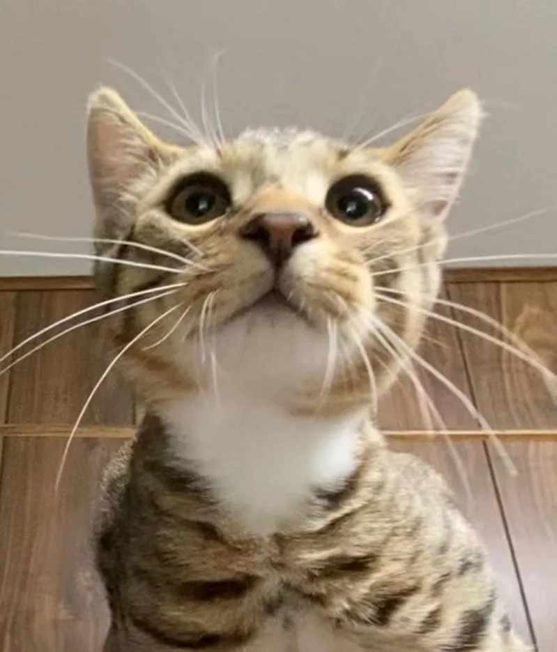 A baby small-sized male Domestic Short Hair cat named Moonray for adoption in Hagerstown, MD