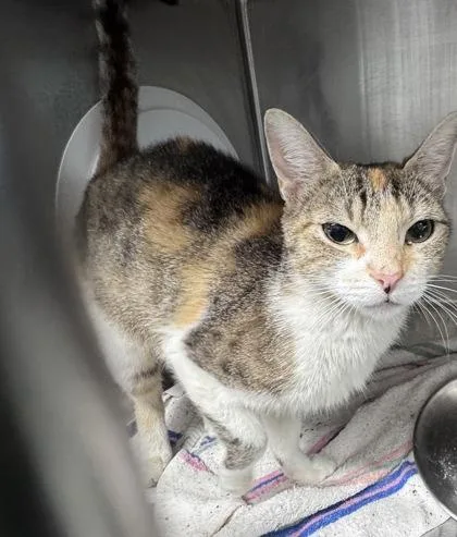 An adult small-sized female Domestic Short Hair cat named Jessica for adoption in West Chester, PA