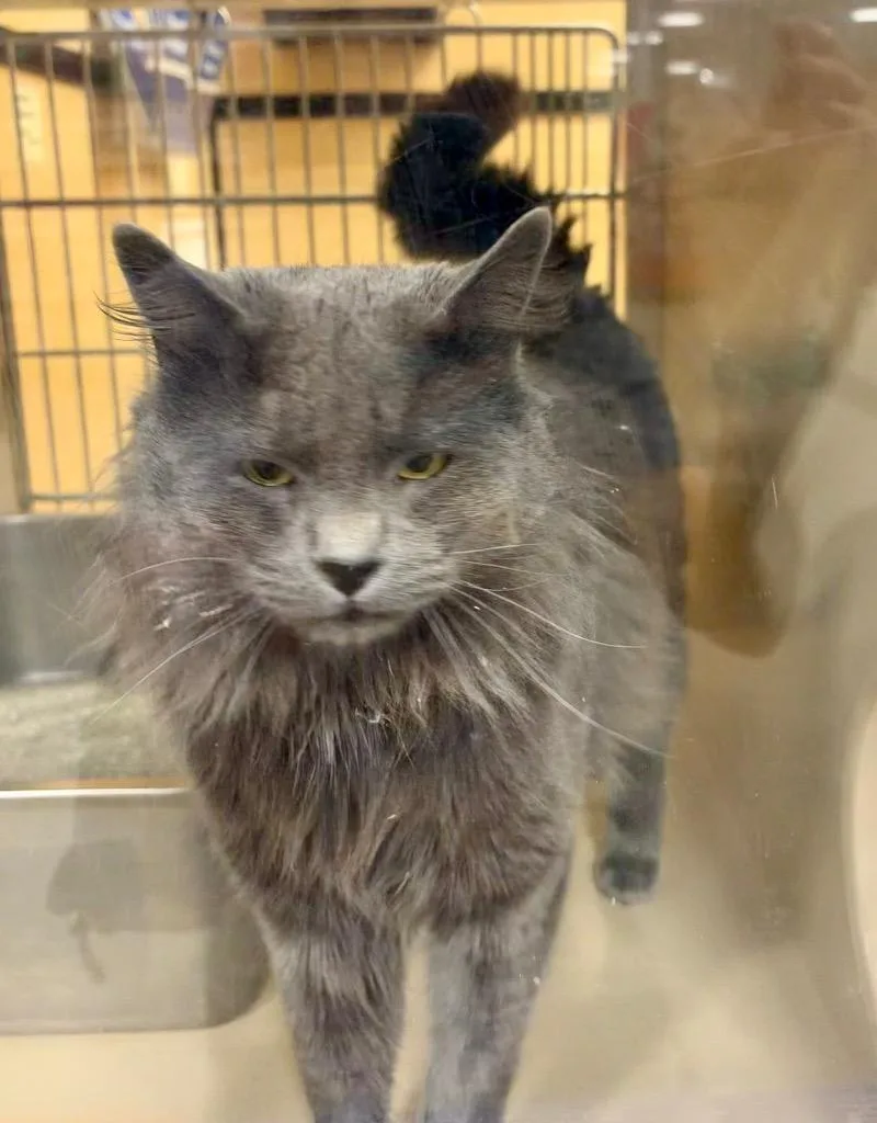 An adult medium-sized male Domestic Long Hair cat named Bishkek for adoption in Fort Lupton, CO