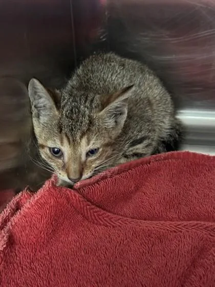 A baby small-sized female Domestic Short Hair cat named Teenie for adoption in Savannah, GA