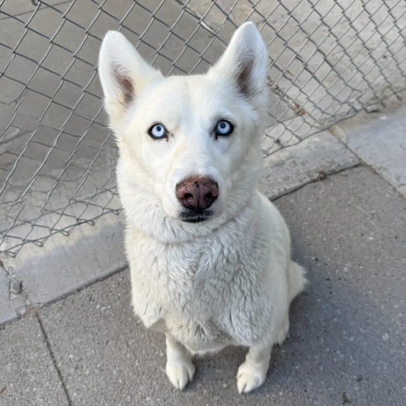 An adult large-sized female Husky dog named Havana for adoption in Kearney, NE