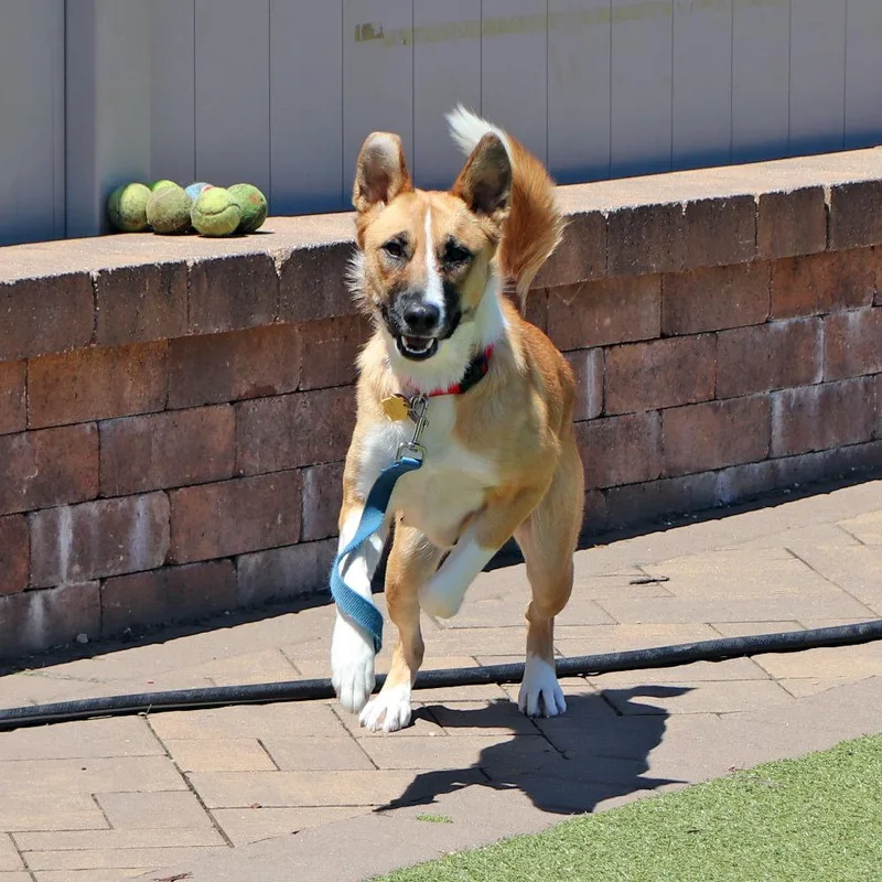 A young large-sized female Mixed Breed dog named Linda for adoption in Port Washington, NY