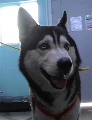 A young medium-sized male Siberian Husky dog named Balto for adoption in Baldwin Park, CA
